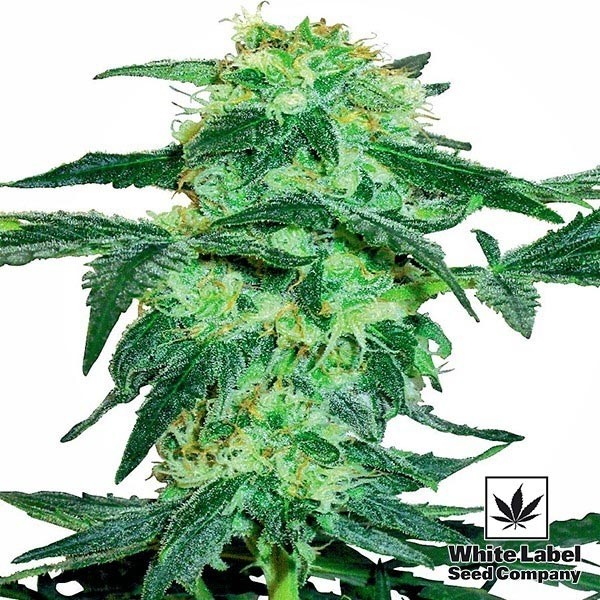 View White Ice von White Label feminisiert - Grow Billig