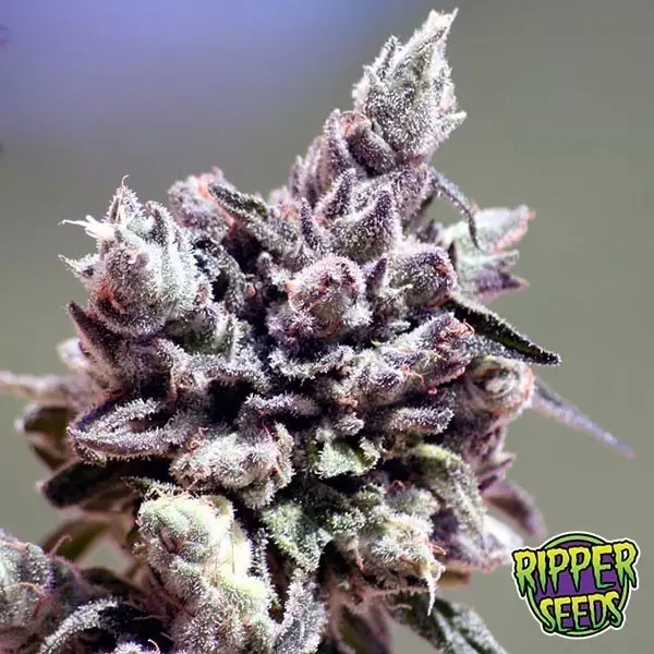 Sicht Washing Machine Ripper Seeds