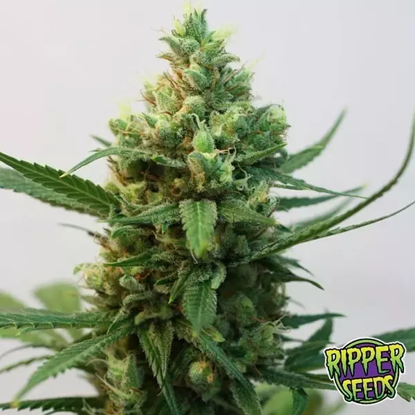 Sicht Giftig von Ripper Seeds feminisierte Samen - GB The Green Brand