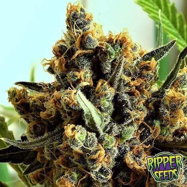 Sicht Kriminell von Ripper Seeds feminisiert - Günstig Anbauen