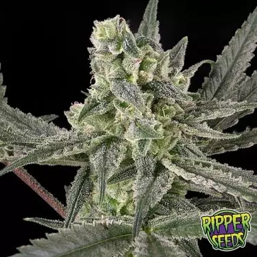 Old School von Ripper Seeds feminisiert - Günstig Grow