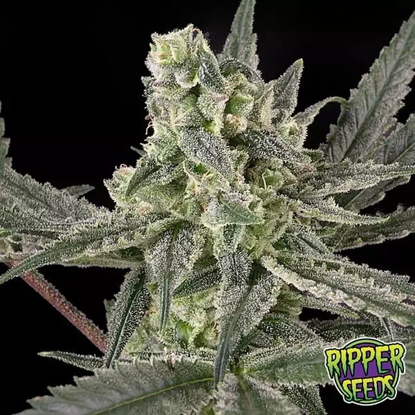 Sicht Old School von Ripper Seeds feminisiert - Günstig Grow