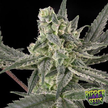 Old School von Ripper Seeds feminisiert - Günstig Grow