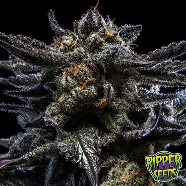 View Zombie Kush Ripper Seeds