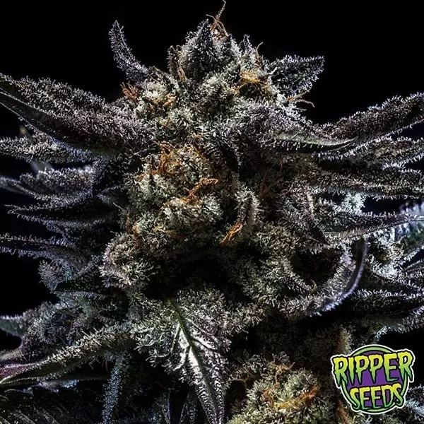 Sicht Zombie Kush Ripper Seeds