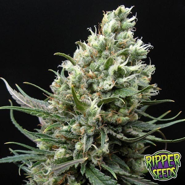 View Plante de marijuana Ripper Haze