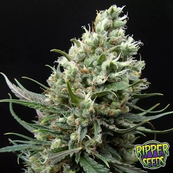 Sicht Plante de marijuana Ripper Haze