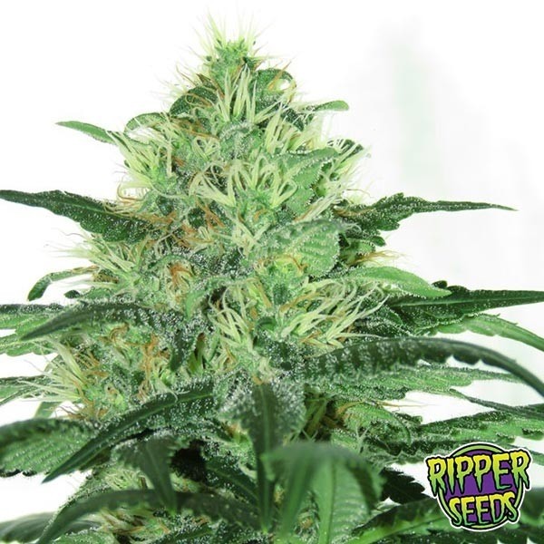View Sideral Ripper Seeds