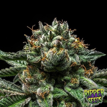 View Chempie ripper seeds