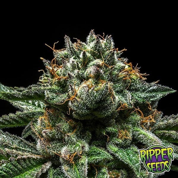 View Chempie ripper seeds