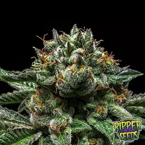 Sicht Chempie ripper seeds