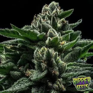 Do-G Ripper Seeds
