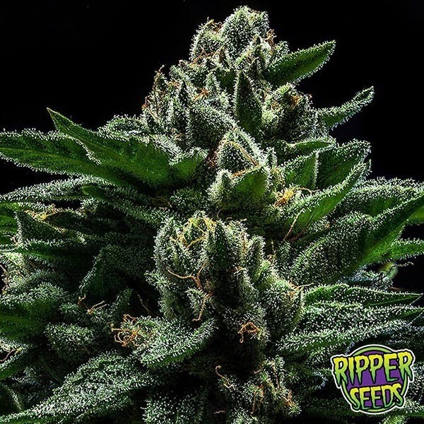 View Do-G Ripper Seeds