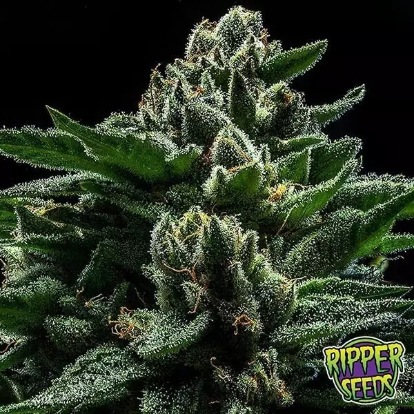 Sicht Do-G Ripper Seeds