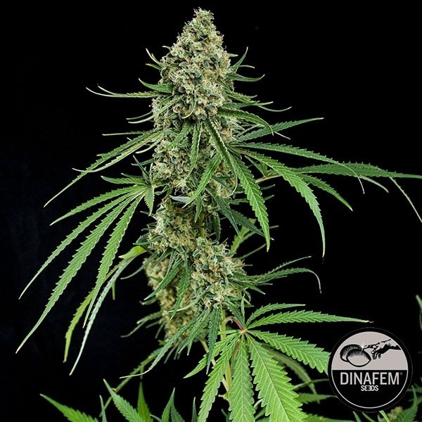 Critical + von Dinafem feminisierte Samen - GB The Green Brand