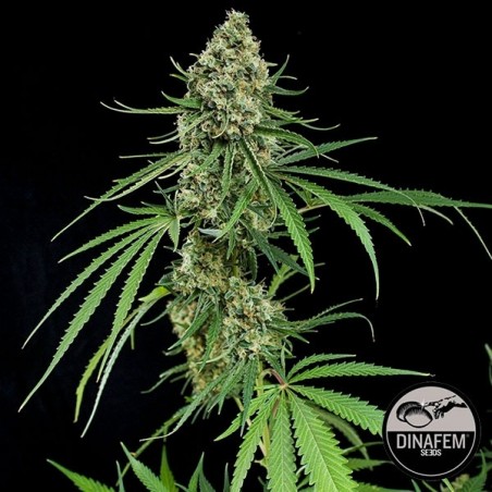 Critical + von Dinafem feminisierte Samen - GB The Green Brand