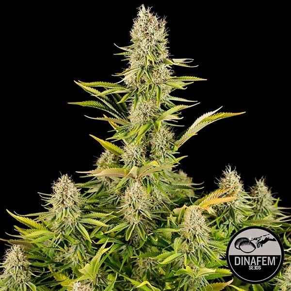 View Amnesia Kush
