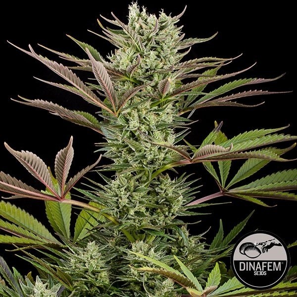 View Deep Cheese von Dinafem feminisierte Samen - GB The Green Brand