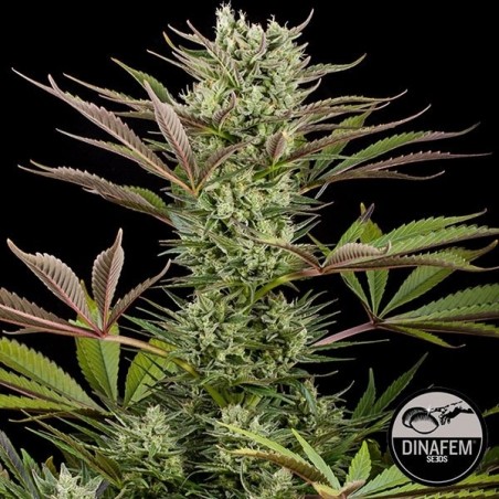 Deep Cheese von Dinafem feminisierte Samen - GB The Green Brand