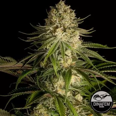 Critical Kush