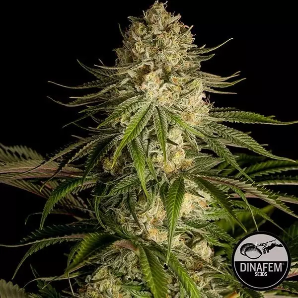 Critical Kush Critical Kush