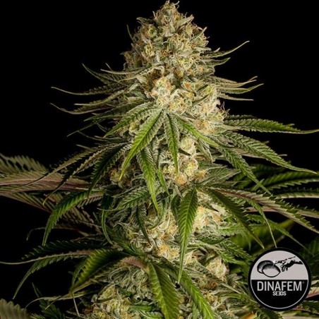 Critical Kush