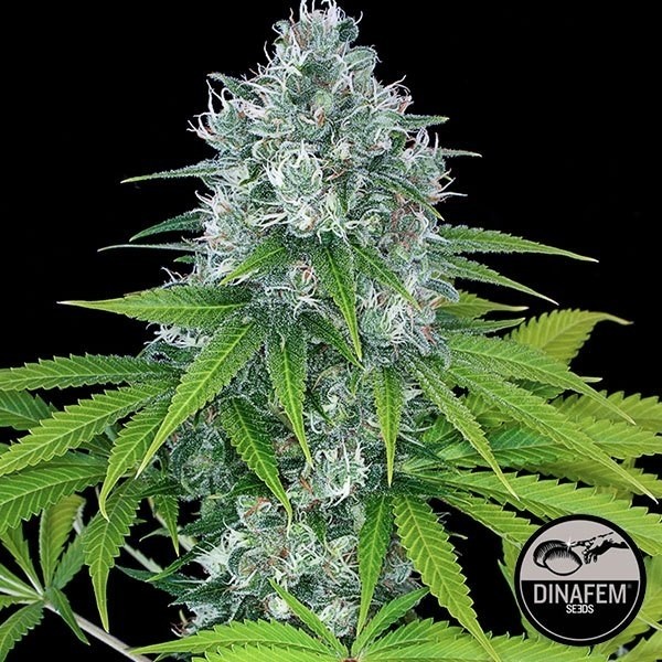 View Power Kush