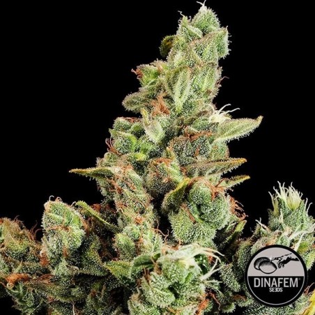 Cheese von Dinafem feminisierte Samen - Günstig Grow