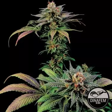 Blue Widow von Dinafem Samen feminisiert - GB The Green Brand