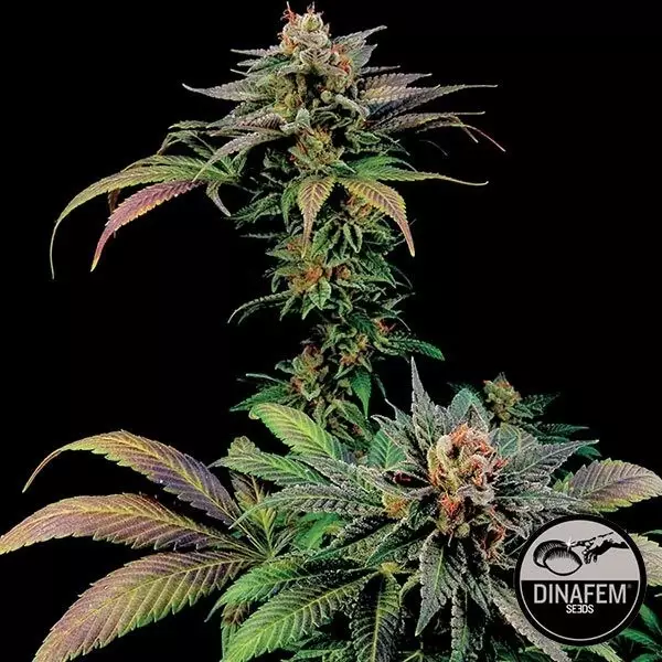 Blue Widow von Dinafem Samen feminisiert - GB The Green Brand