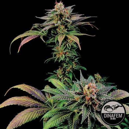 Blue Widow von Dinafem Samen feminisiert - GB The Green Brand