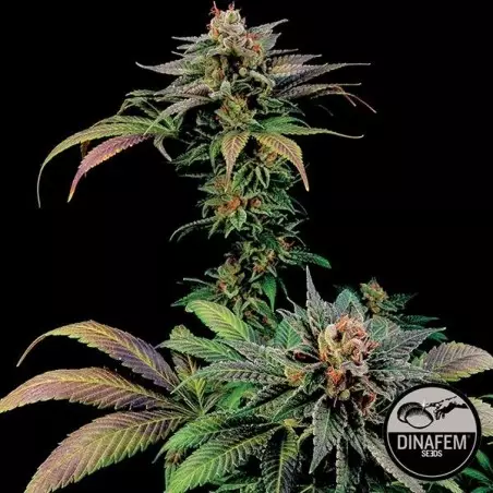 Blue Widow von Dinafem Samen feminisiert - GB The Green Brand