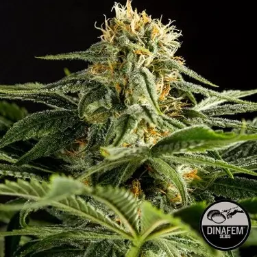 Dinafem feminisierte California Hash Plant - Günstig Grow