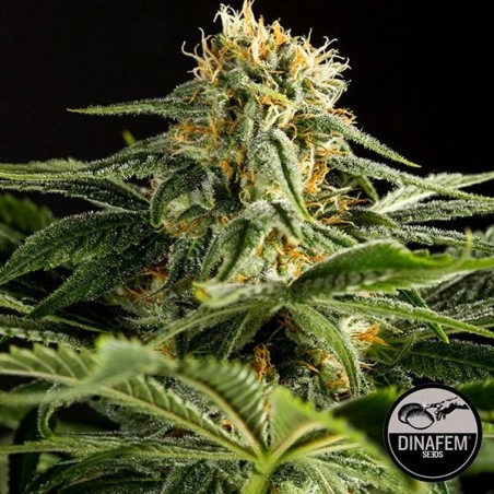 Dinafem feminisierte California Hash Plant - Günstig Grow