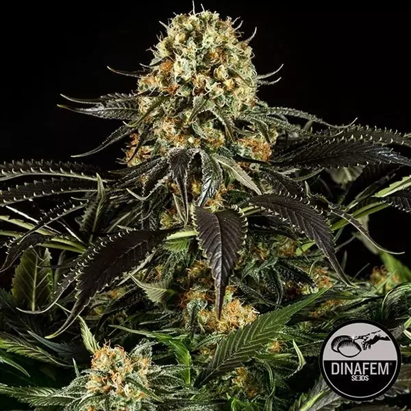Weiße Sibirische von Dinafem feminisiert - Günstig anbauen