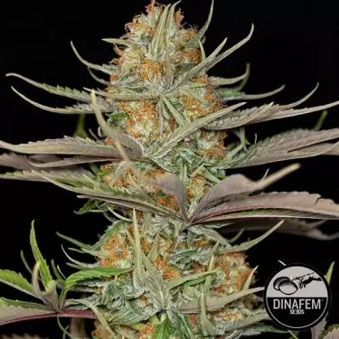 Sweet Deep Grapefruit von Dinafem feminisiert - GB The Green Brand