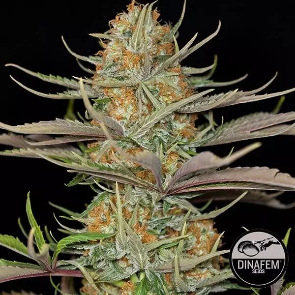 Sweet Deep Grapefruit von Dinafem feminisiert - GB The Green Brand