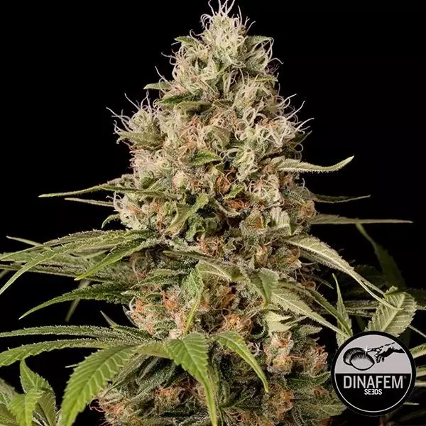 Sicht Shark Shock CBD von Dinafem feminisiert - Günstig Anbauen