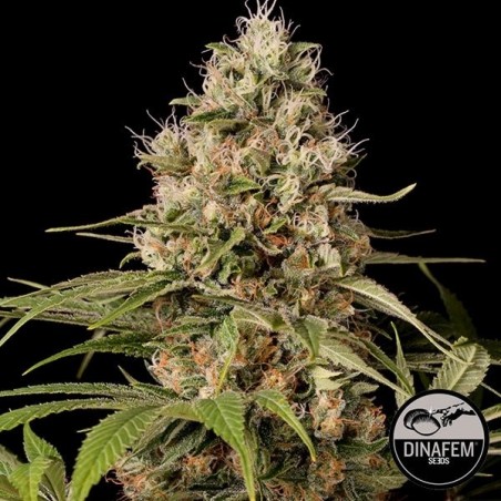 Shark Shock CBD von Dinafem feminisiert - Günstig Anbauen
