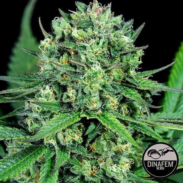 Cheese CBD 100% feminisiert von Dinafem - Günstiges Grow