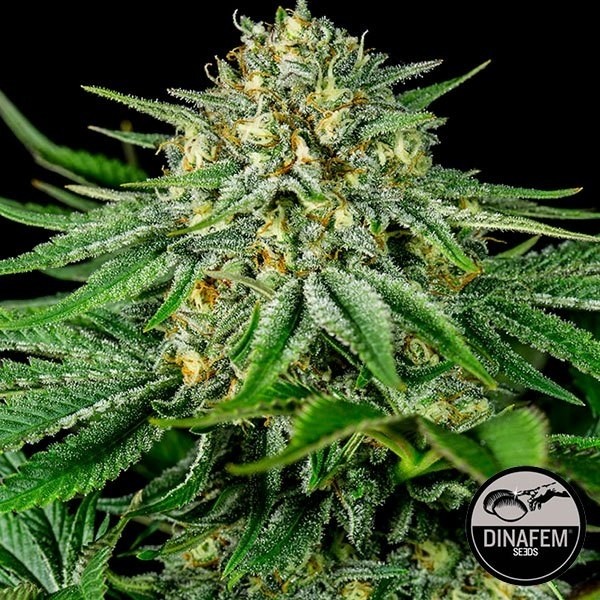 View Bubba Kush CBD