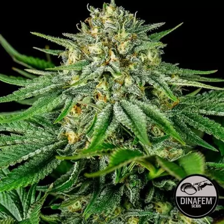 Bubba Kush CBD