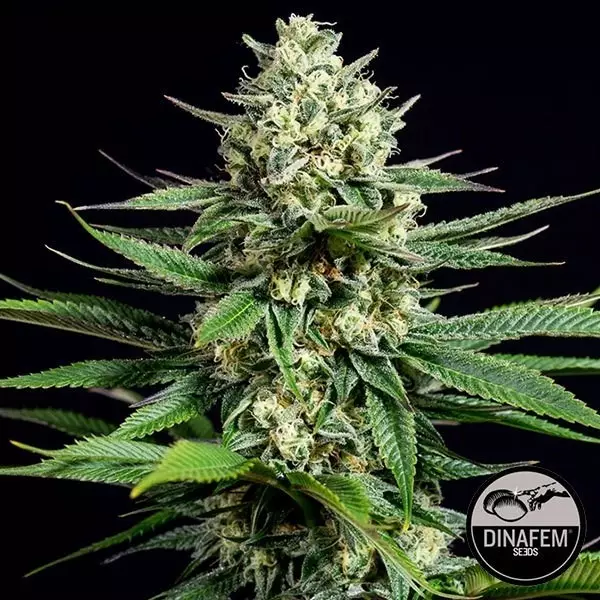 Sicht OG Kush CBD