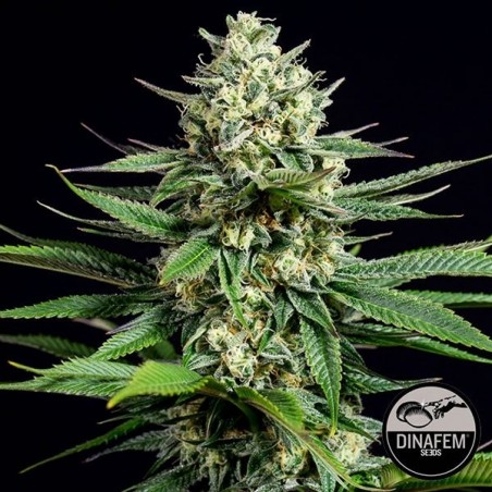 OG Kush CBD
