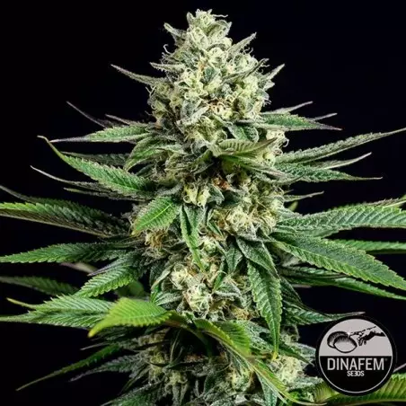 OG Kush CBD