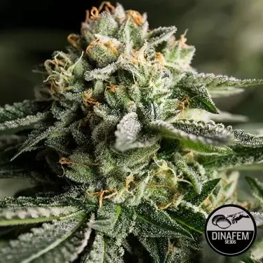 Remo Chemo feminisiert von Dinafem Samen - Günstig Grow