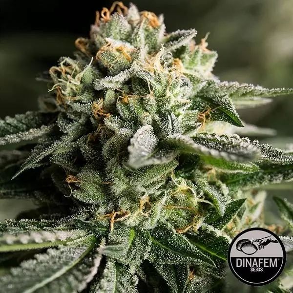 Remo Chemo feminisiert von Dinafem Samen - Günstig Grow
