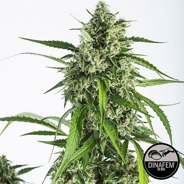 View White Widow XXL Autoflowering