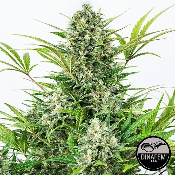 Critical Cheese auto fem. von Dinafem - Günstig anbauen