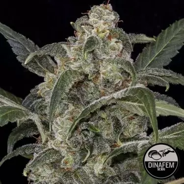 Haze 2.0 Autoblühende von Dinafem - Günstig Anbauen